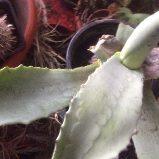 image - Cactusi 2016 si suculente