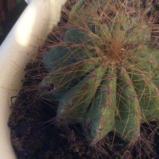 image - Cactusi 2016 si suculente