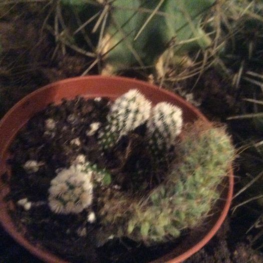 image - Cactusi 2016 si suculente