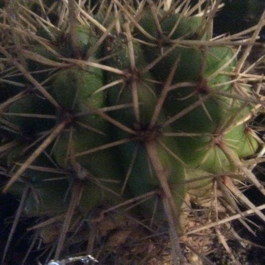 image - Cactusi 2016 si suculente