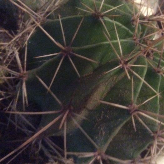 image - Cactusi 2016 si suculente