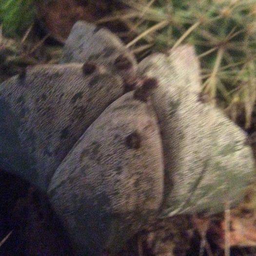 image - Cactusi 2016 si suculente