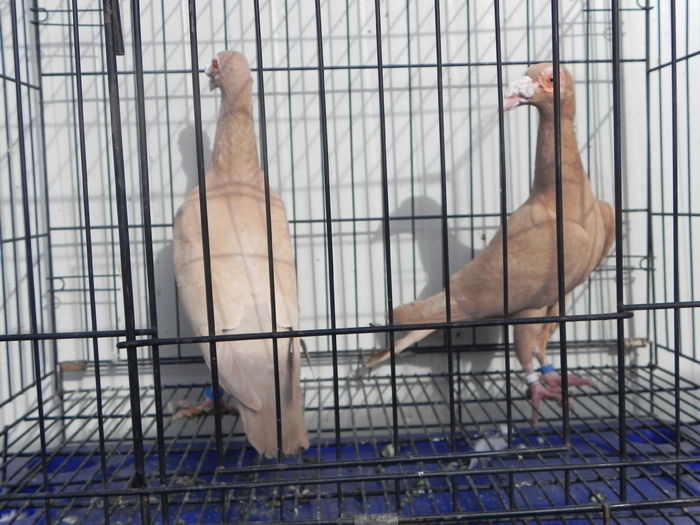 Perechea 9; Galbeni 2015
