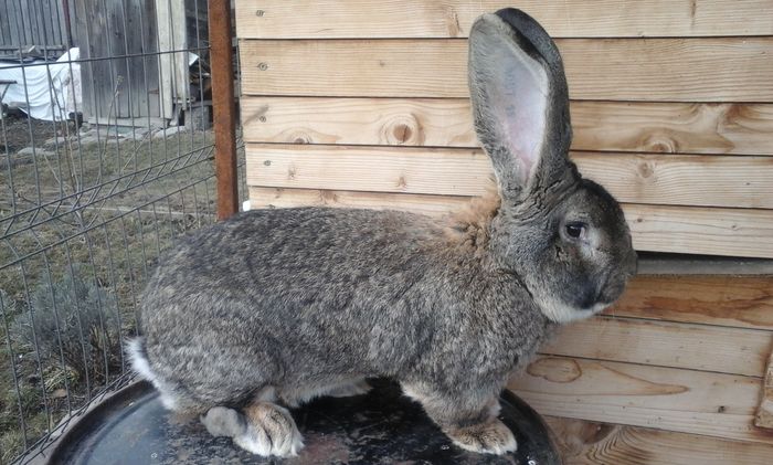 Veteranul - 3 ani si 1 luna