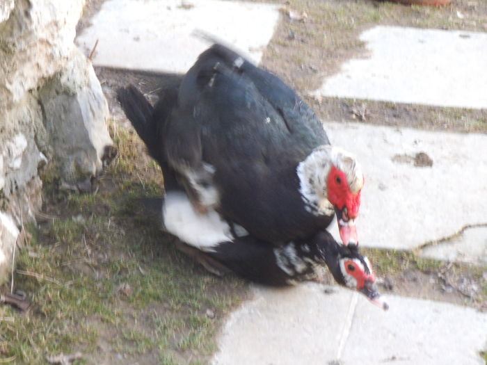 DSCF6482