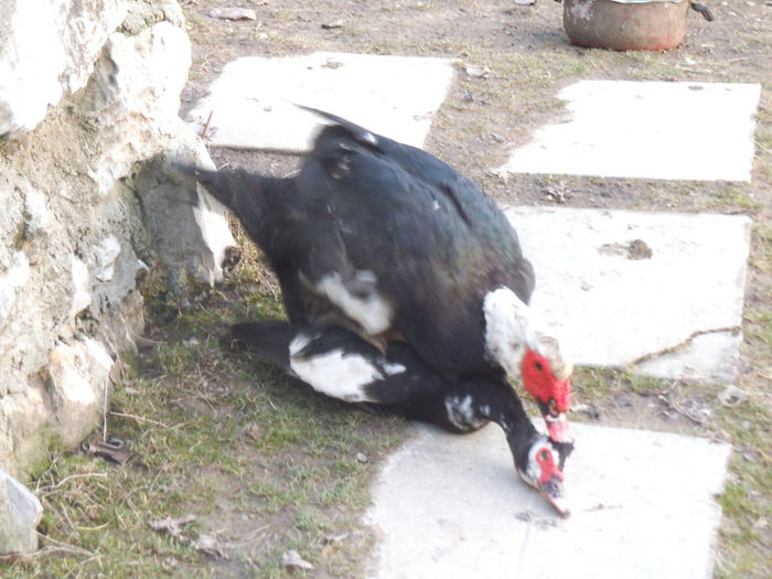 DSCF6480 - pasari de rasa-ratele melel lesesti