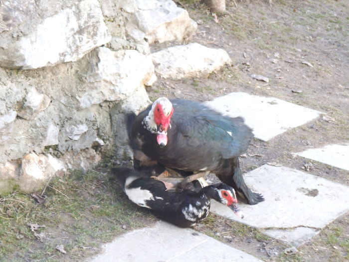 DSCF6478 - pasari de rasa-ratele melel lesesti