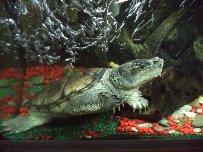  - Reptilele mele