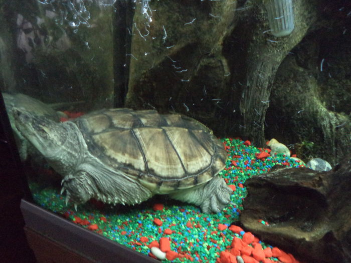  - Reptilele mele