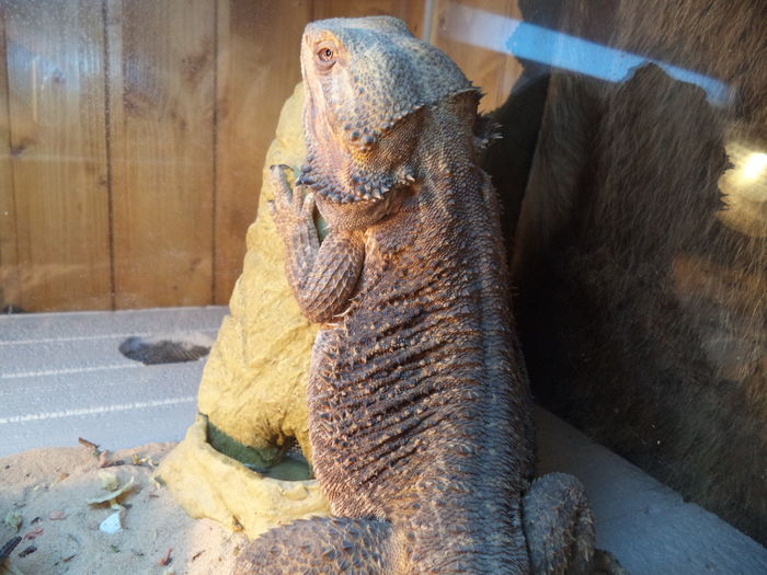 Johnny - dragonul barbos