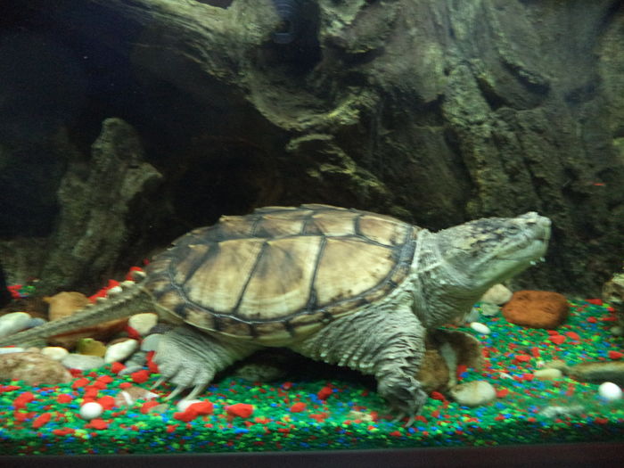  - Reptilele mele