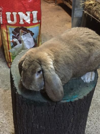 6,8 kg - Mascul galben agouti 10 luni