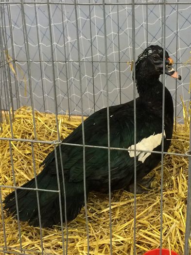 Ratoi lesesc negru s%u0103lbatic; Ma bucur sa-l fi ajutat pe Cosmin sa-l transforme in Campion!
