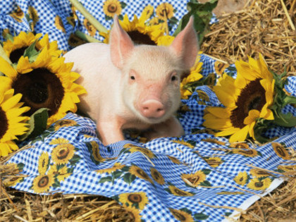 lynn-stone-domestic-piglet-and-sunflowers-usa - surpriza