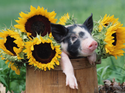 lynn-stone-mixed-breed-piglet-in-basket-with-sunflowers-usa - surpriza