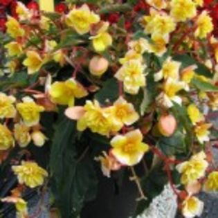 bulbi-begonii-Helene-Harms-15lei