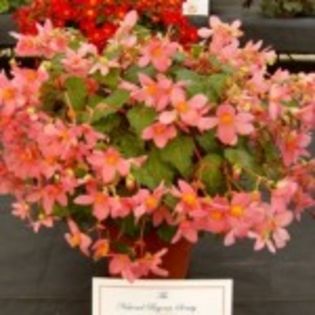 bulbi-begonii-le-madelon-15lei - bulbi begonia