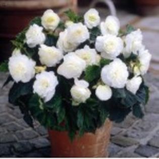 bulbi-begonii-non-stop-albe-8lei - bulbi begonia