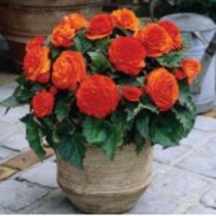 bulbi-begonii-portocalie-8lei