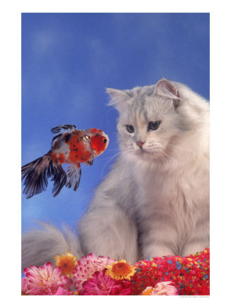 richard-stacks-cat-looking-at-fish-through-fish-tank - surpriza