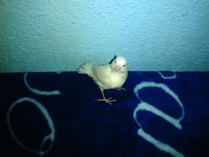 IMG_20160120_235732 - puii canari 2015si2015-2016