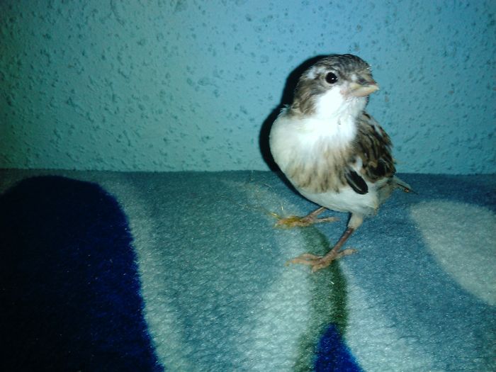 IMG_20160120_235803 - puii canari 2015si2015-2016