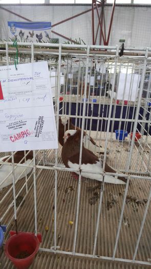 IMG_20160205_111542 - Campioni Expo Gherla 2016