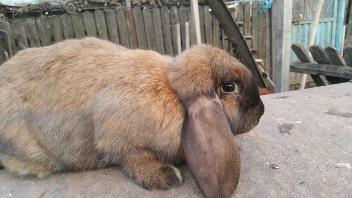 20160205_162700; femela
