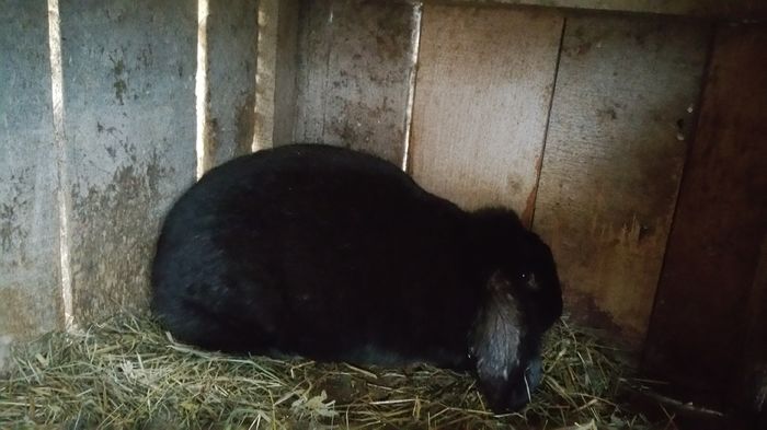 20160205_162856; femela
