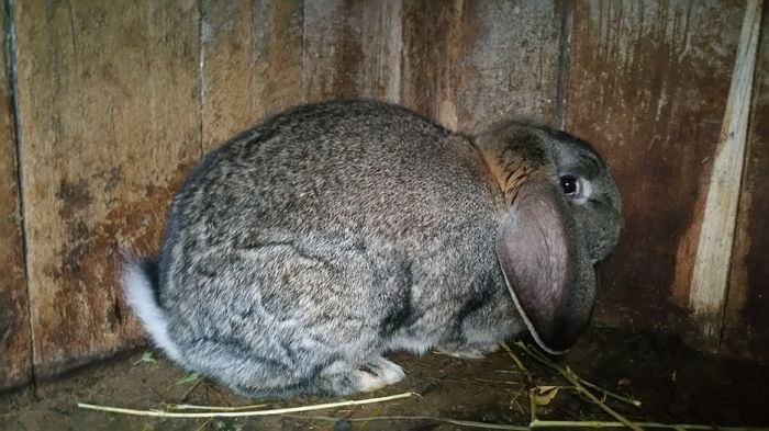 20160205_162911; femela
