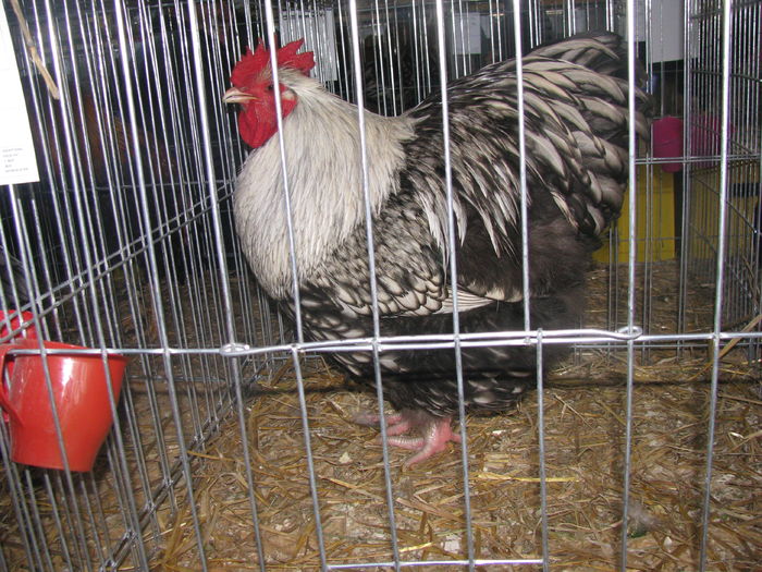 05.12.2015 041 - NATIONALA LUGOJ 2015