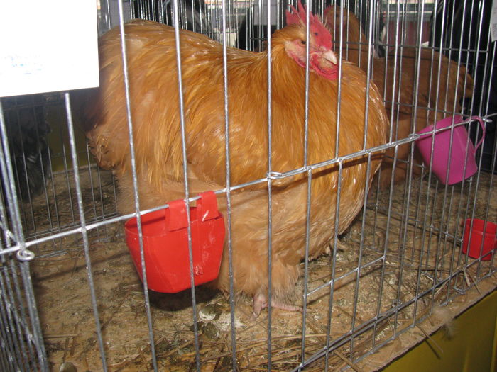 05.12.2015 043 - NATIONALA LUGOJ 2015