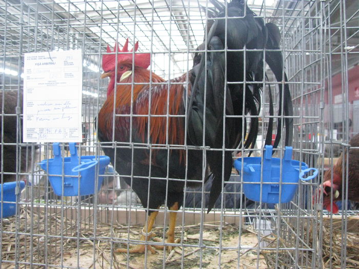 05.12.2015 044 - NATIONALA LUGOJ 2015