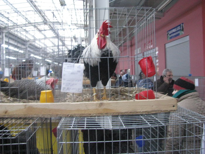 05.12.2015 046 - NATIONALA LUGOJ 2015