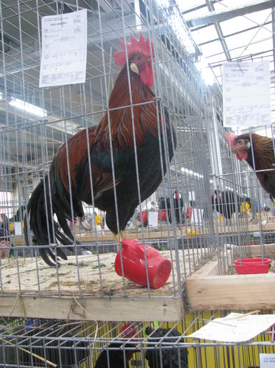 05.12.2015 047 - NATIONALA LUGOJ 2015