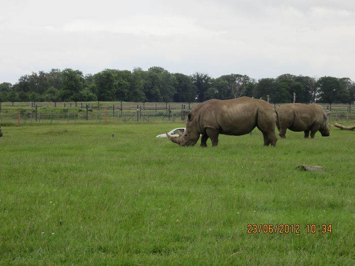 rinocerii - z1-safari park Londra