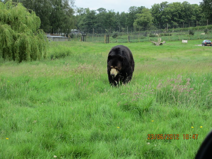 urs canadian - z1-safari park Londra