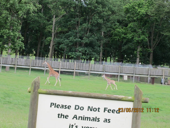 girafe - z1-safari park Londra