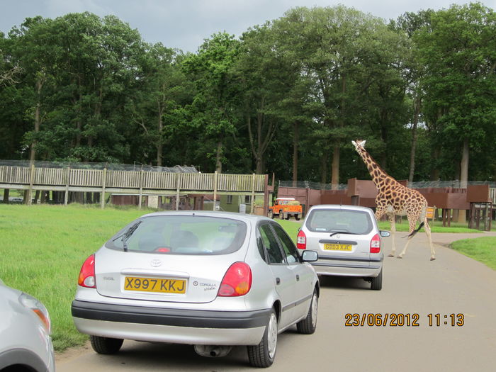 aglomeratie in trafic - z1-safari park Londra