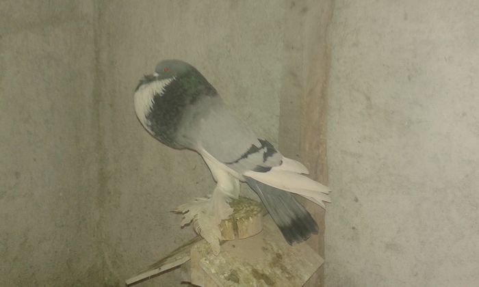 20160206_112025 - Gusati de pomerania 2016
