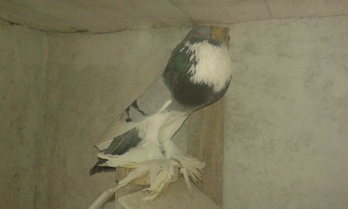 - Gusati de pomerania 2016