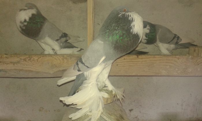  - Gusati de pomerania 2016