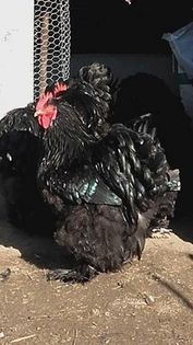 12665848_1736018769968288_820989333_n - Cochin negru 2016-2017