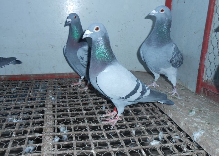 Vanat- Soimii Plevna; Semi-frate cu 437953-2013.
Loc 10 National AS Maraton 2015.
