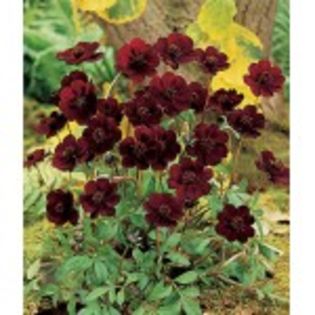 bulbi-cosmos-floare-ciocolata-25lei