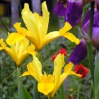 bulbi-iris-royal-yellow-2lei - bulbi irisi