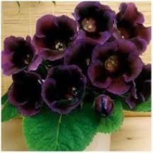 glox holywood-new-16lei - bulbi gloxinia