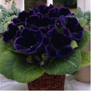 violaceea-new-16lei - bulbi gloxinia