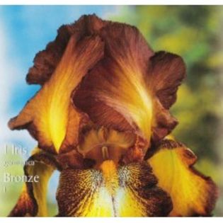 iris bronze-20lei