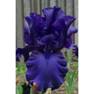 Iris germanica blue-20lei - bulbi irisi